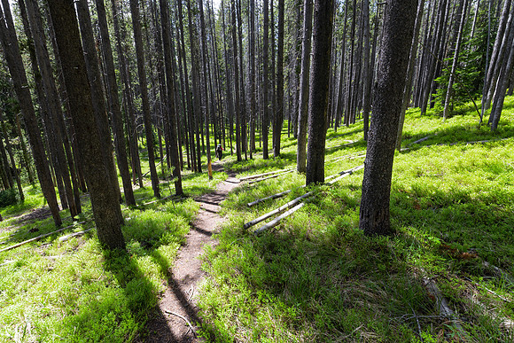 Backpacker along the North Shore Shoshone Lake Trail (4)
