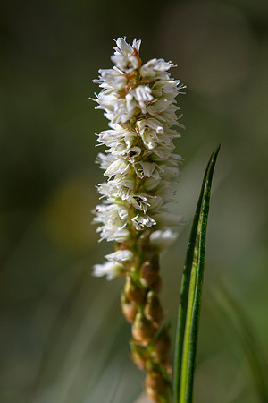 Alpine Bistort - Polygonum viviparum