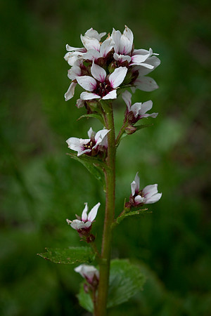 Bear Saxifrage - Boykinia richardsonii