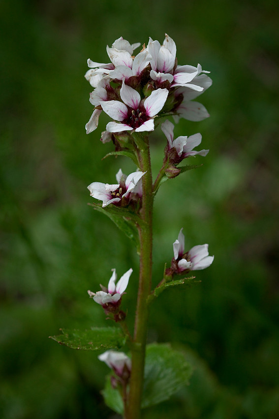 Bear Saxifrage - Boykinia richardsonii