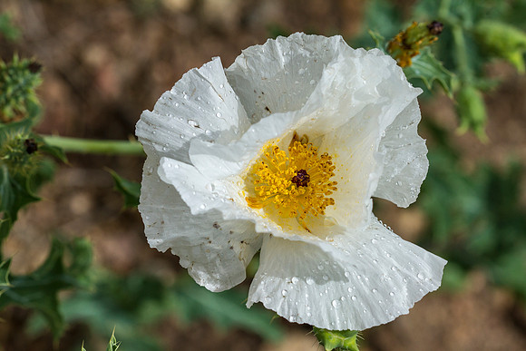 Bristly Pricklypoppy - Argemone hispida