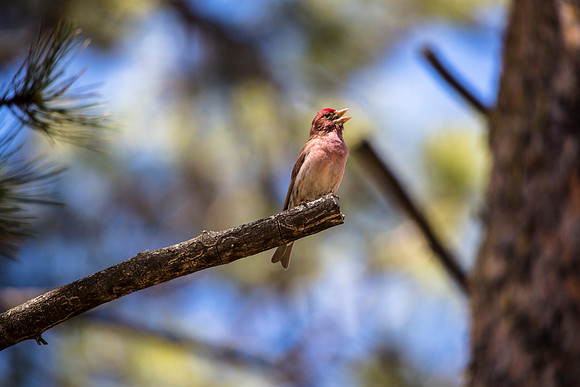 House Finch (4) - Haemorhous mexicanus