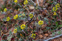 Signs of Spring