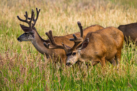 Mule Deer Bucks in Velvet