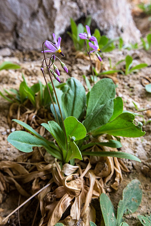 Shooting Star - Dodecatheon pulchellum