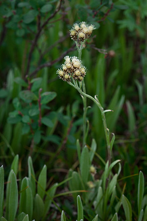 Tall Pussy Toes - Antennaria sp.